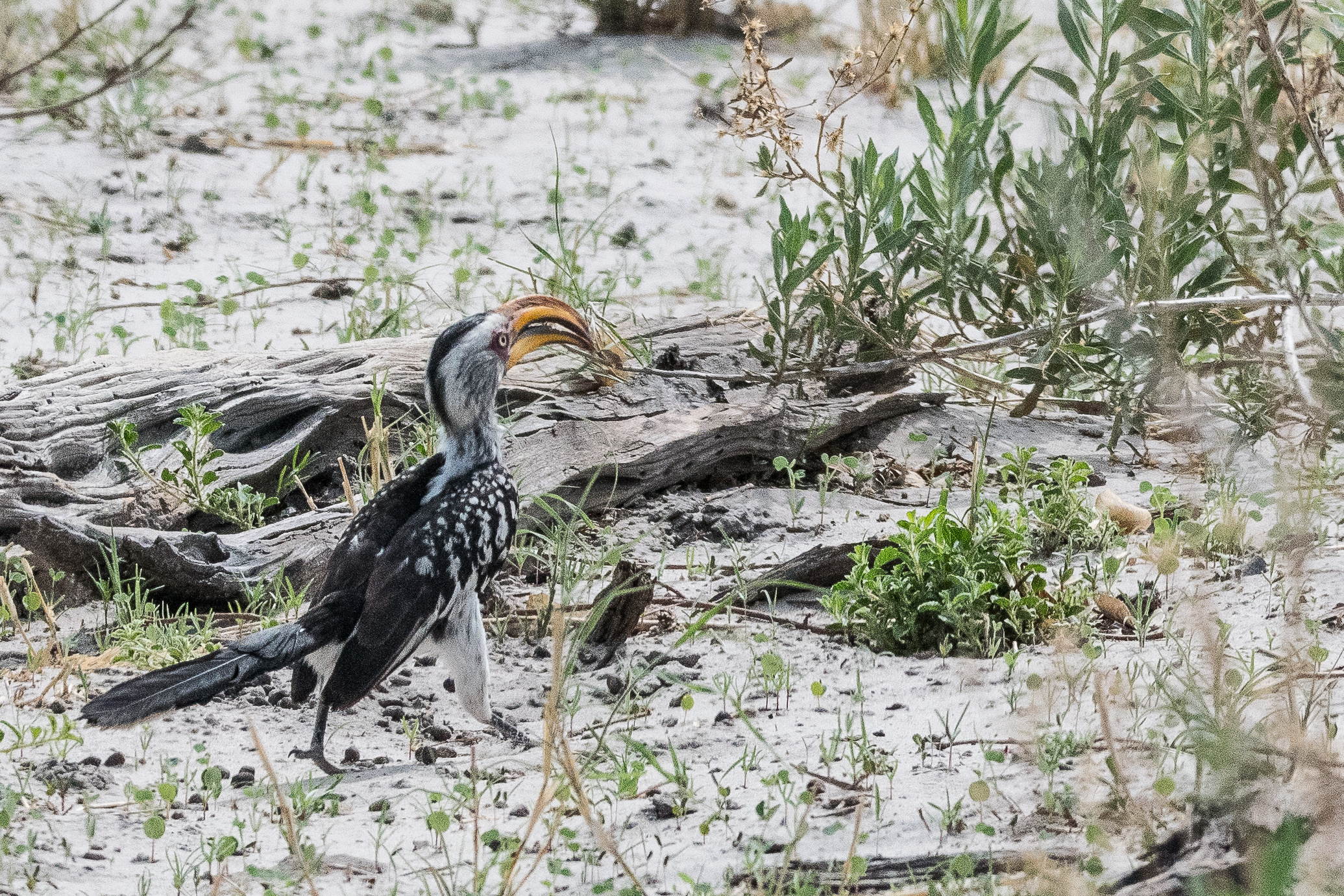 Calao leucomèle (Southern Yellow-billed Hornbill, Tockus leucomeles),Kwando reserve, Delta de l'Okavango, Botswana.